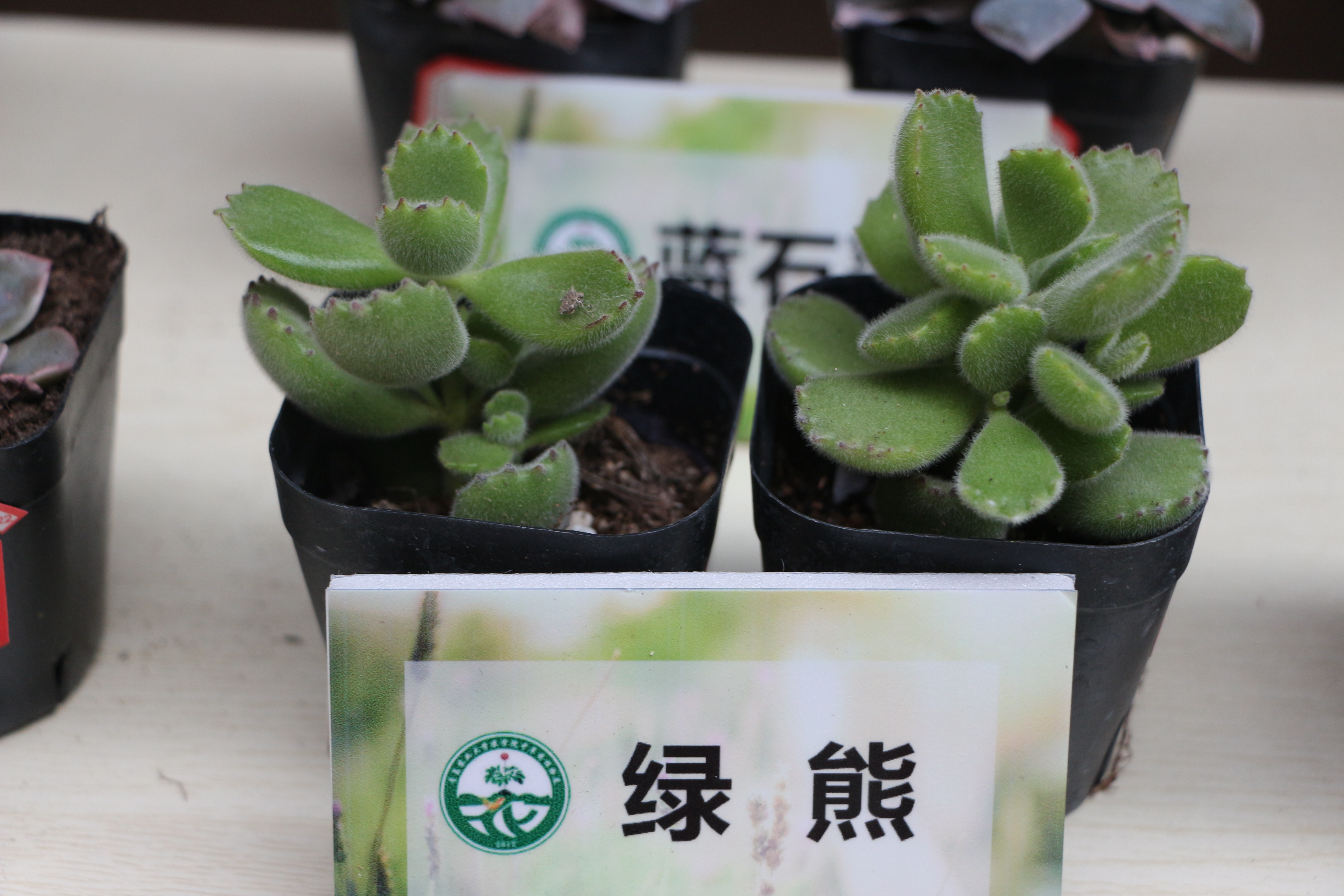 88858cc永利